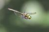 Somatochlora metallica